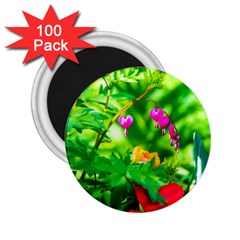 Bleeding Heart Flowers In Spring 2 25  Magnets (100 Pack)  by FunnyCow