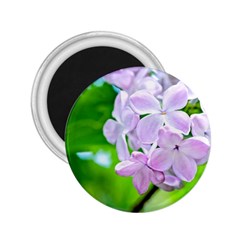 Elegant Pink Lilacs In Spring 2 25  Magnets by FunnyCow