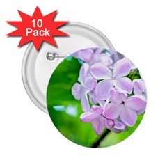 Elegant Pink Lilacs In Spring 2 25  Buttons (10 Pack)  by FunnyCow