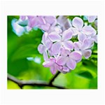 Elegant Pink Lilacs In Spring Small Glasses Cloth (2-Side) Back