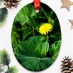 Yellow Dandelion Flowers In Spring Ornament (oval) by FunnyCow