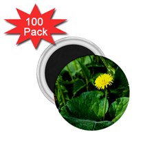 Yellow Dandelion Flowers In Spring 1 75  Magnets (100 Pack)  by FunnyCow