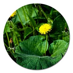 Yellow Dandelion Flowers In Spring Magnet 5  (round) by FunnyCow