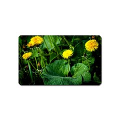 Yellow Dandelion Flowers In Spring Magnet (name Card) by FunnyCow