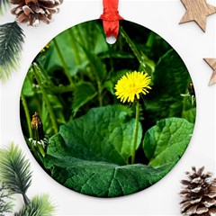 Yellow Dandelion Flowers In Spring Round Ornament (two Sides) by FunnyCow