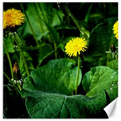 Yellow Dandelion Flowers In Spring Canvas 20  X 20   by FunnyCow