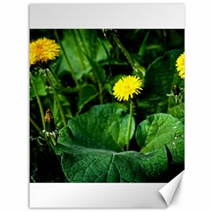 Yellow Dandelion Flowers In Spring Canvas 36  X 48   by FunnyCow