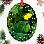 Yellow Dandelion Flowers In Spring Ornament (Oval Filigree) Front