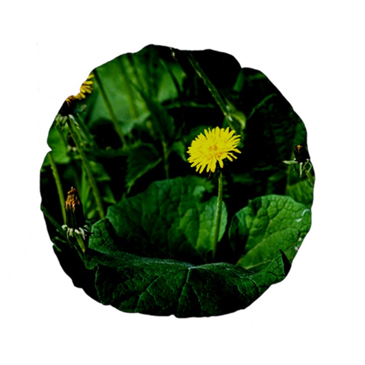 Yellow Dandelion Flowers In Spring Standard 15  Premium Flano Round Cushions