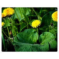 Yellow Dandelion Flowers In Spring Double Sided Flano Blanket (medium)  by FunnyCow