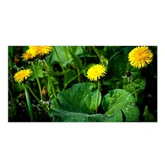 Yellow Dandelion Flowers In Spring Satin Shawl by FunnyCow