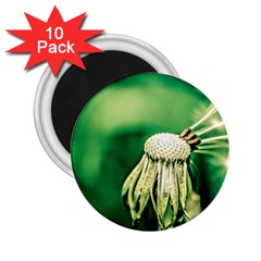 Dandelion Flower Green Chief 2 25  Magnets (10 Pack)  by FunnyCow