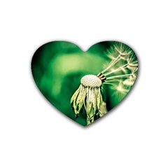 Dandelion Flower Green Chief Heart Coaster (4 Pack)  by FunnyCow