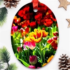 Colorful Tulips On A Sunny Day Ornament (oval) by FunnyCow