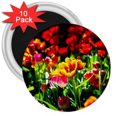 Colorful Tulips On A Sunny Day 3  Magnets (10 Pack)  by FunnyCow