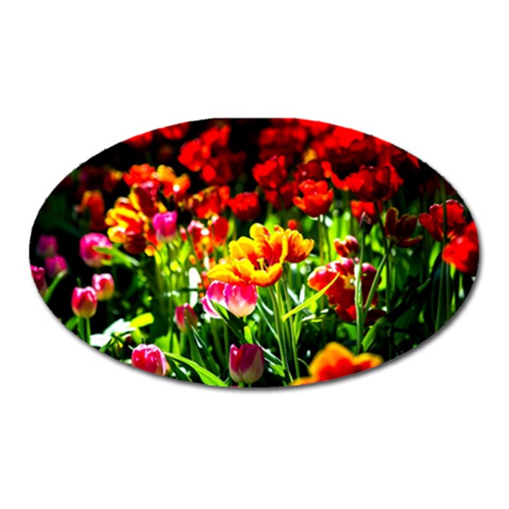 Colorful Tulips On A Sunny Day Oval Magnet