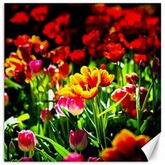 Colorful Tulips On A Sunny Day Canvas 20  X 20   by FunnyCow