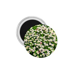 Green Field Of White Daisy Flowers 1 75  Magnets by FunnyCow