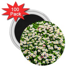 Green Field Of White Daisy Flowers 2 25  Magnets (100 Pack)  by FunnyCow