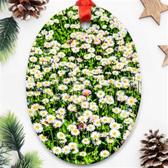 Green Field Of White Daisy Flowers Oval Ornament (two Sides) by FunnyCow