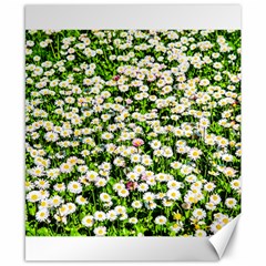 Green Field Of White Daisy Flowers Canvas 8  X 10  by FunnyCow