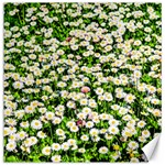 Green Field Of White Daisy Flowers Canvas 12  x 12   11.4 x11.56  Canvas - 1