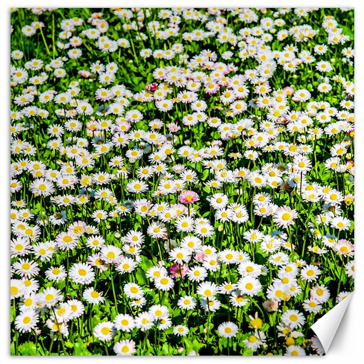 Green Field Of White Daisy Flowers Canvas 12  x 12  