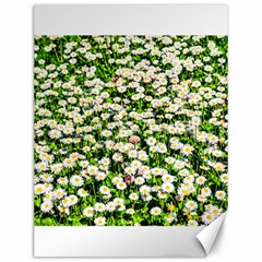 Green Field Of White Daisy Flowers Canvas 12  X 16   by FunnyCow