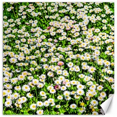 Green Field Of White Daisy Flowers Canvas 20  X 20   by FunnyCow