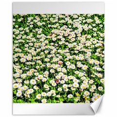 Green Field Of White Daisy Flowers Canvas 11  X 14   by FunnyCow