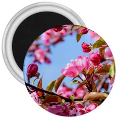 Crab Apple Blossoms 3  Magnets by FunnyCow