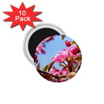 Crab Apple Blossoms 1.75  Magnets (10 pack)  Front