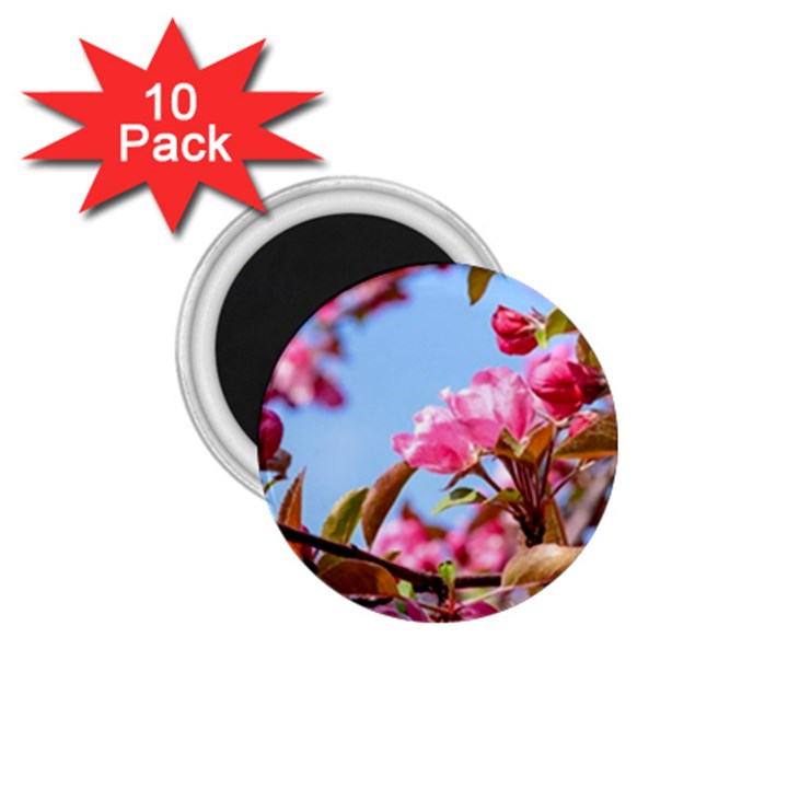 Crab Apple Blossoms 1.75  Magnets (10 pack) 