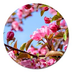 Crab Apple Blossoms Magnet 5  (round) by FunnyCow