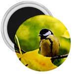 Tomtit Bird Dressed To The Season 3  Magnets Front