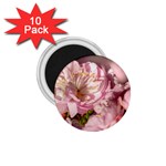 Beautiful Flowering Almond 1.75  Magnets (10 pack)  Front