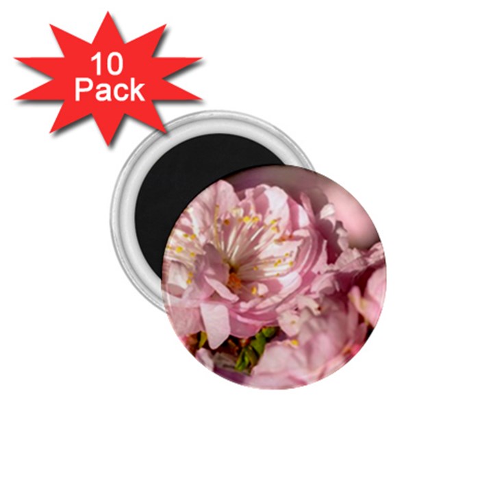 Beautiful Flowering Almond 1.75  Magnets (10 pack) 