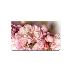 Beautiful Flowering Almond Magnet (name Card) by FunnyCow