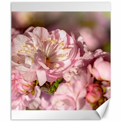 Beautiful Flowering Almond Canvas 20  X 24   by FunnyCow