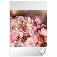 Beautiful Flowering Almond Canvas 24  X 36  by FunnyCow