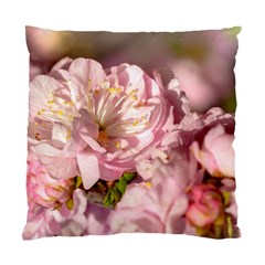 Beautiful Flowering Almond Standard Cushion Case (one Side) by FunnyCow