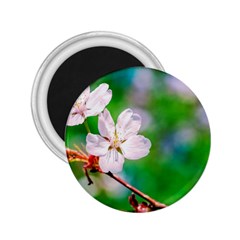 Sakura Flowers On Green 2 25  Magnets by FunnyCow