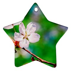 Sakura Flowers On Green Ornament (star) by FunnyCow