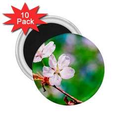 Sakura Flowers On Green 2 25  Magnets (10 Pack)  by FunnyCow