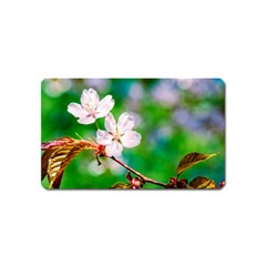 Sakura Flowers On Green Magnet (name Card) by FunnyCow