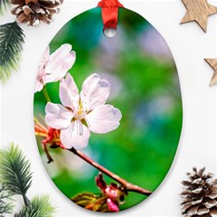 Sakura Flowers On Green Oval Ornament (two Sides) by FunnyCow