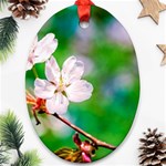 Sakura Flowers On Green Oval Ornament (Two Sides) Front