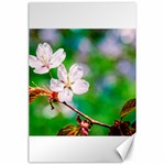 Sakura Flowers On Green Canvas 24  x 36  23.35 x34.74  Canvas - 1