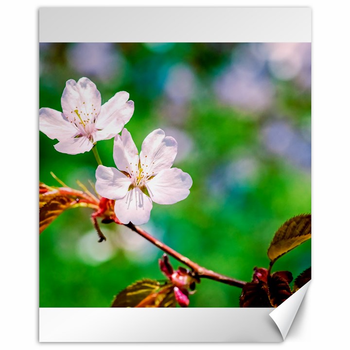 Sakura Flowers On Green Canvas 11  x 14  