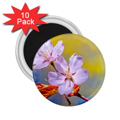 Sakura Flowers On Yellow 2 25  Magnets (10 Pack)  by FunnyCow